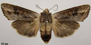 X.exsoleta