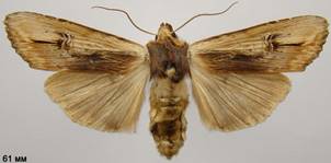 X.vetusta