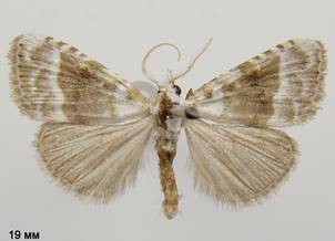 M.albula_6