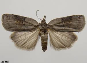 N.asiatica_4