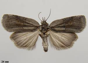 N.asiatica_3