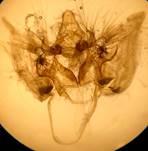 N.asiatica_3_val