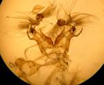 N.asiatica_3_val_