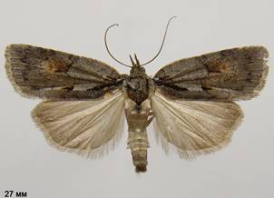 N.degenerana_4