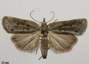 N.revayana_7