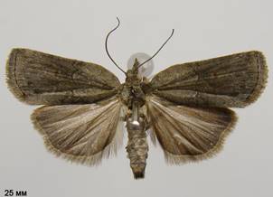 N.revayana_2