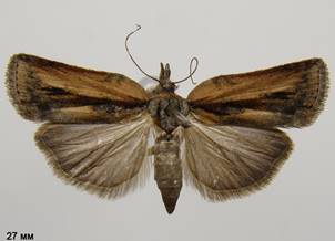N.revayana_6