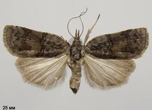 N.svecicus
