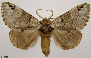 D.obliterata_1