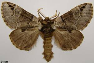 D.obliterata_2