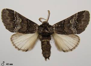 D.querna_2