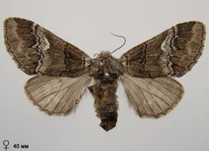 D.querna_3