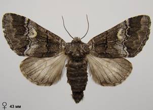 D.querna_4