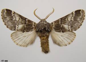 D.ruficornis_12