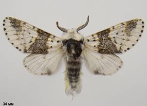 F.bicuspis_1