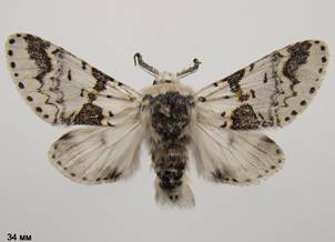 F.bicuspis_4