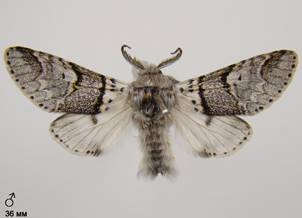 F.bifida_4