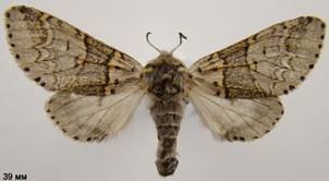 F.furcula_2