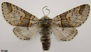 F.furcula_3