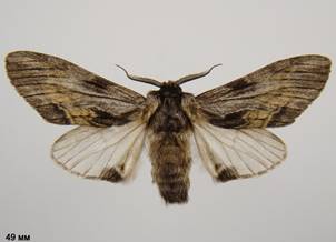 H.milhauseri_4