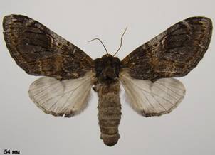 N.tritophus_3