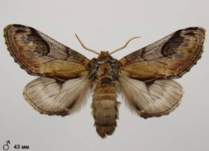 N.ziczac_5