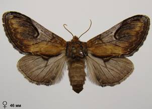 N.ziczac_7