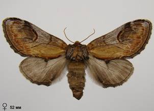 N.ziczac_8