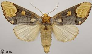 P.bucephaloides_3