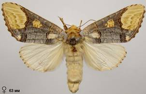 P.bucephaloides_5
