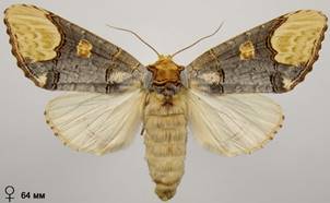 P.bucephaloides_6
