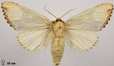 P.bucephaloides_7_isp