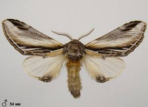 P.tremula_2