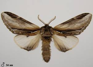 P.tremula_3