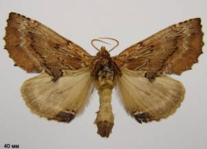 P.capucina_11