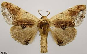 P.cucullina