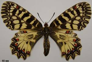 Z.polyxena_2