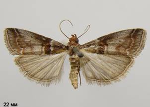 A.advenella