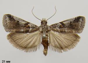 A.dulcella_1