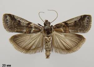A.dulcella_2