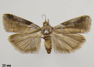 A.glaucella_1