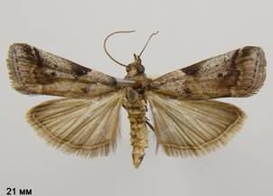 A.glaucella_2