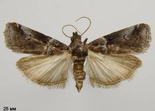 A.legatea