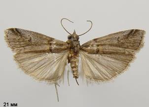 A.obliqua