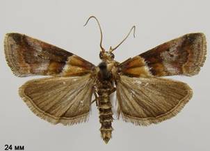 A.repandana_2