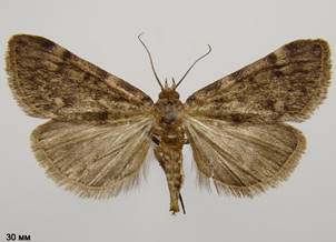 A.pinguinalis