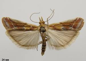 A.cinnamomella