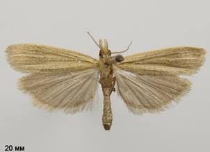 A.lotella_1