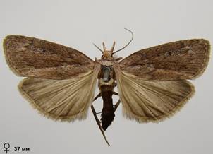 A.sociella_2