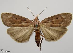 A.sociella_3